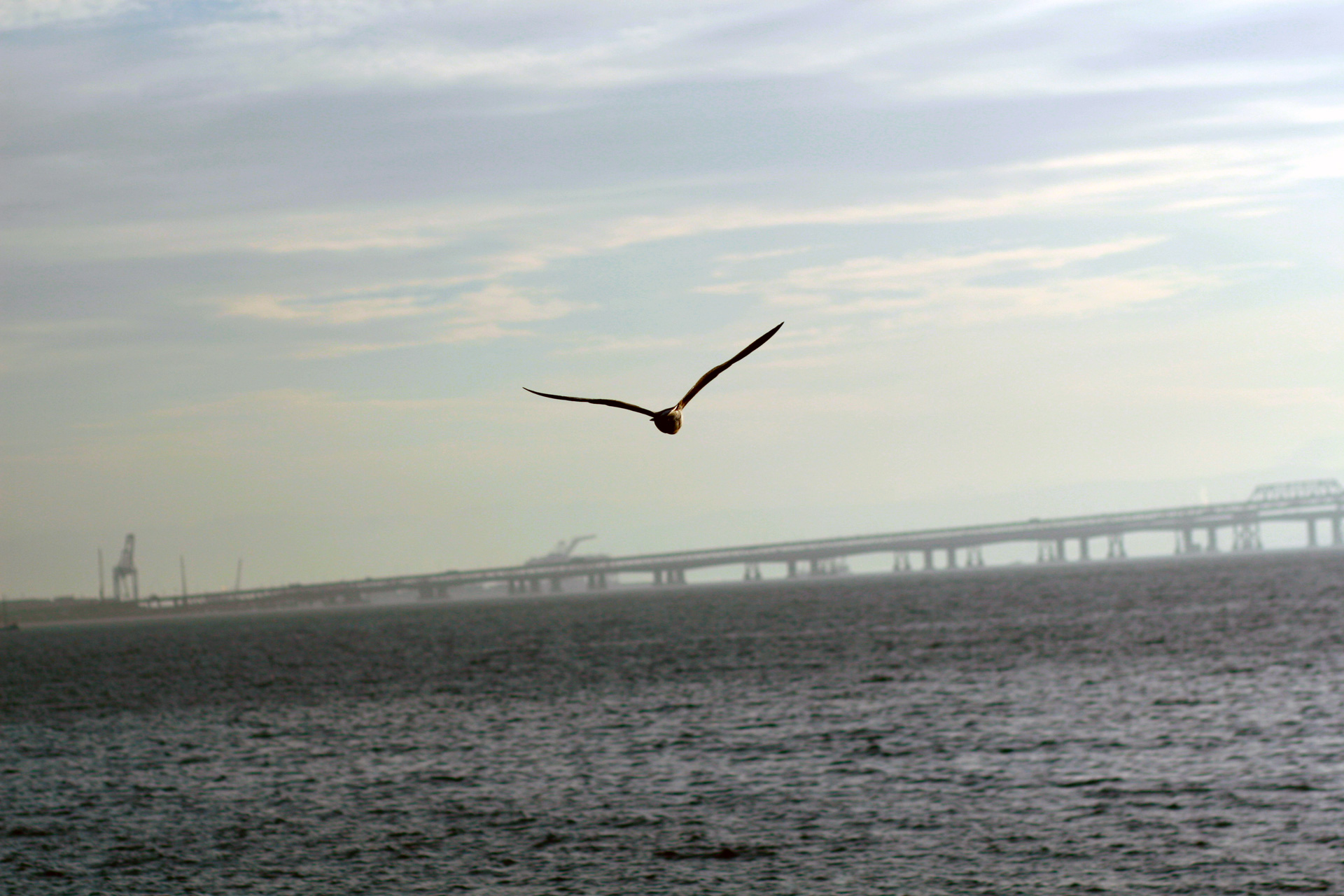 a sea gull, The Marina, San Francisco, January, 2008