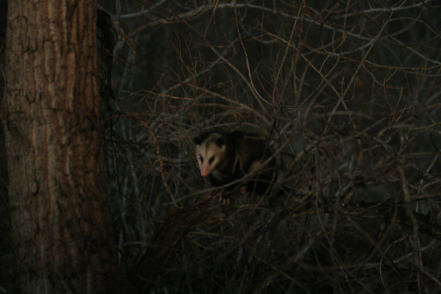 Opossum
